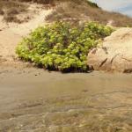 Spiaggia le vecchie saline